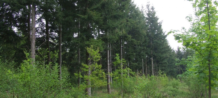 Woodland Trust Woodland Trust